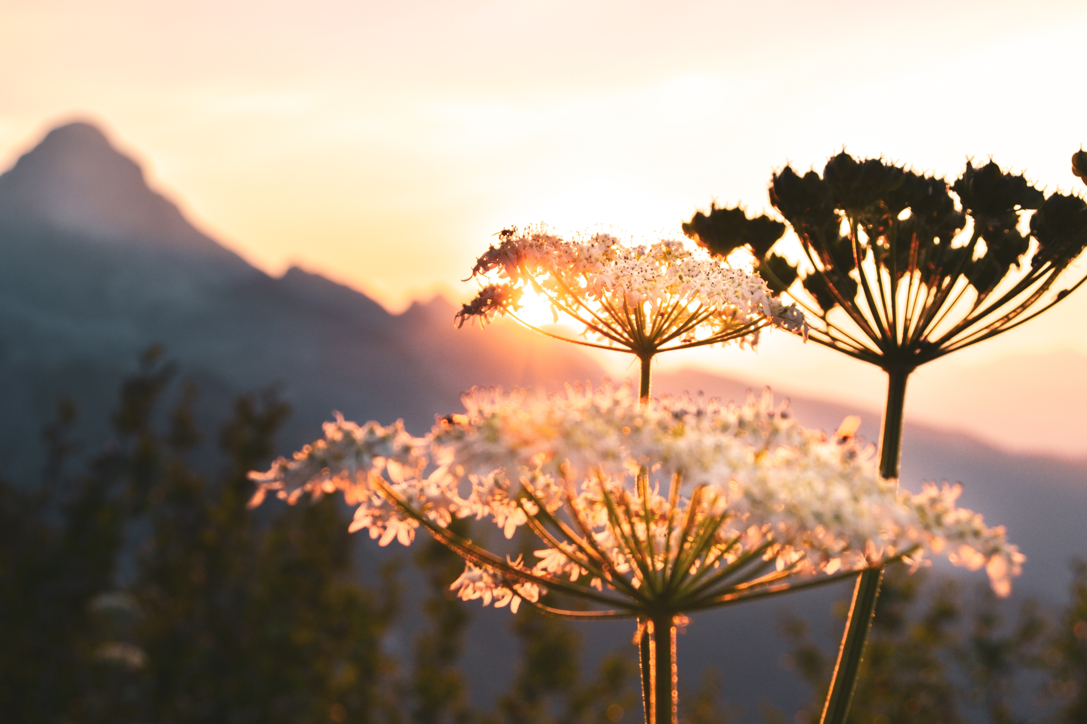 Pusteblumen Pusteblumen