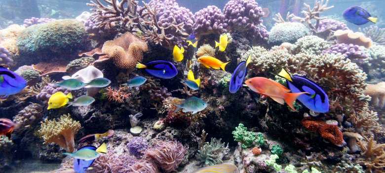 Korallen im Sea Life Speyer