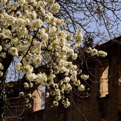 Frühling an der Retscherruine