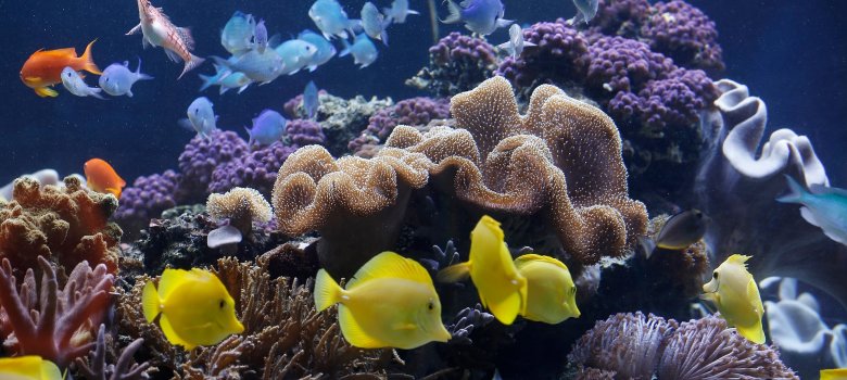 SeaLife Speyer 