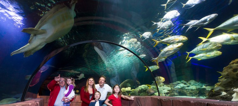 Ocean tunnel in Sealife Speyer