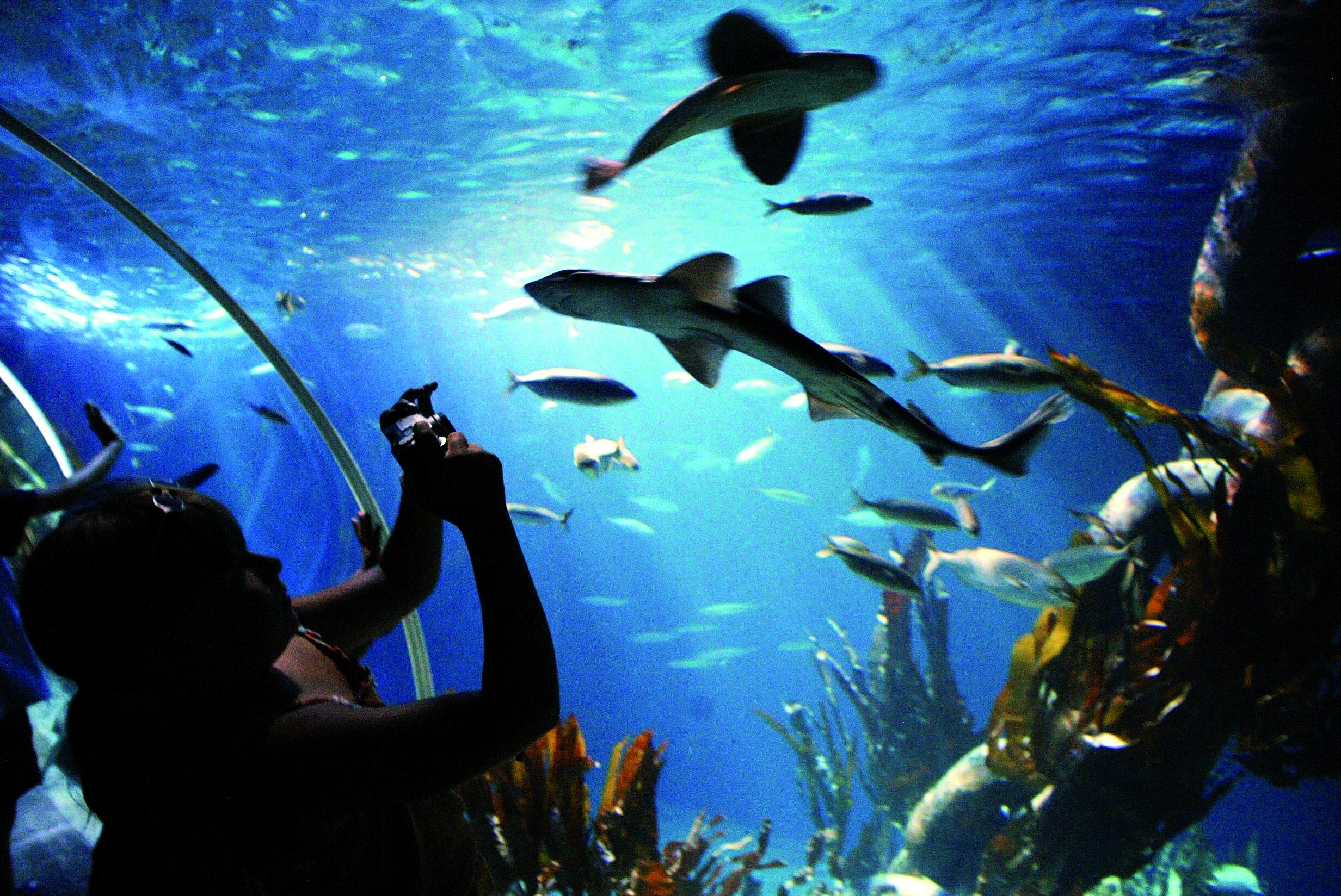 Sealilfe Speyer ocean tunnel