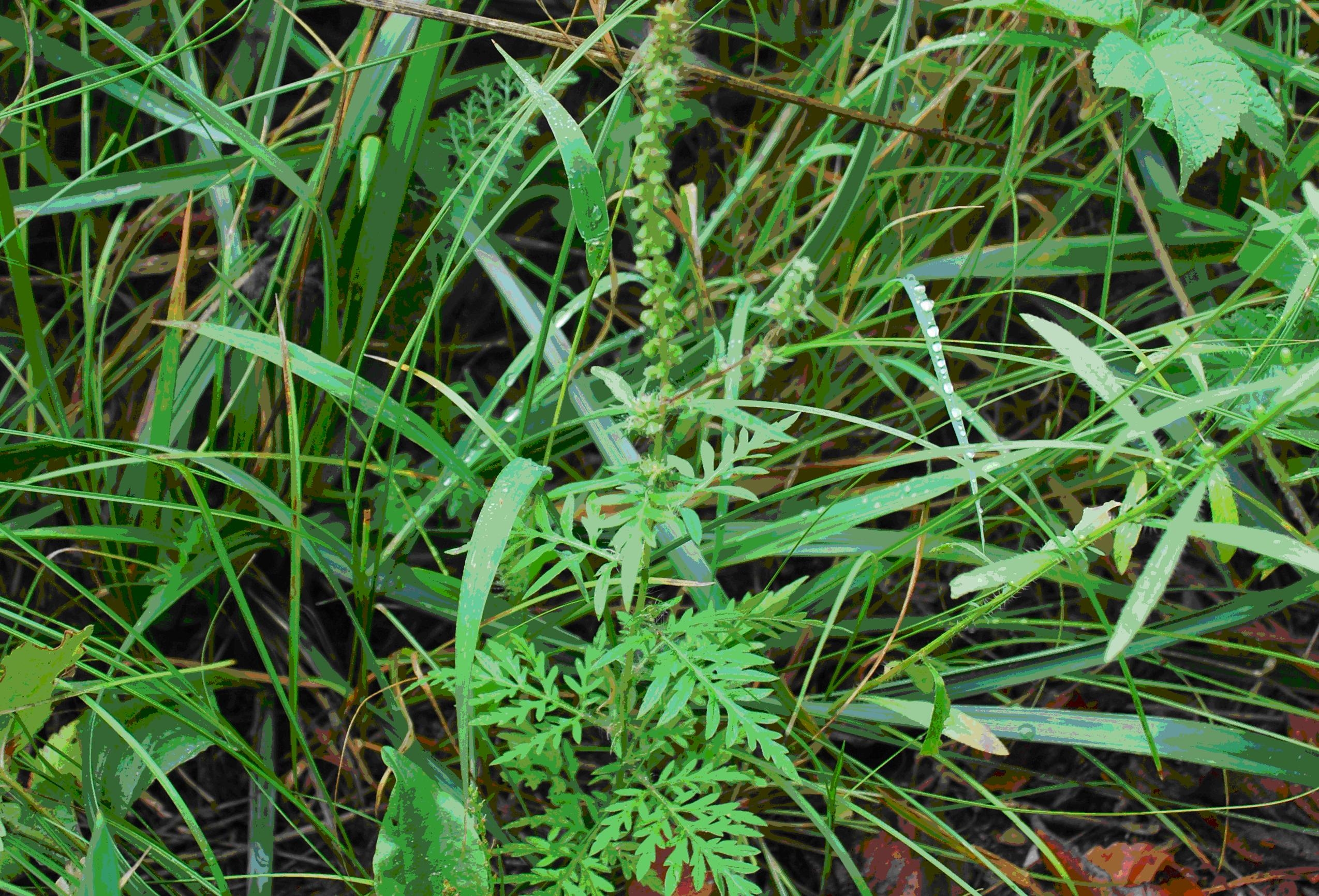 Kleine Ambrosia-Pflanze