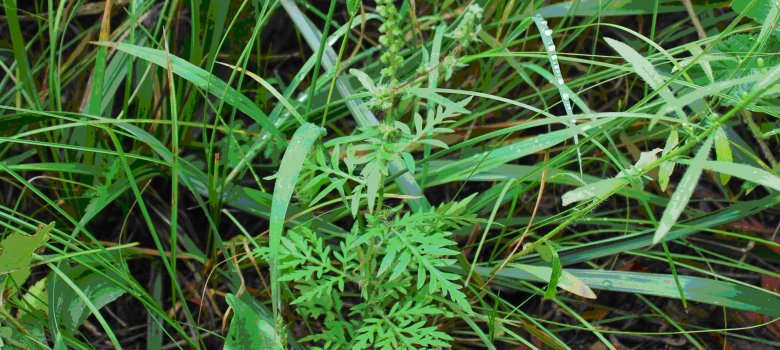 Kleine Ambrosia-Pflanze