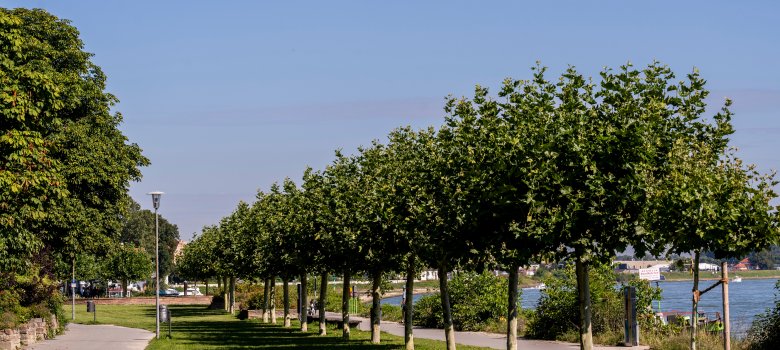 Rheinuferpromenade Speyer Rheinuferpromenade Speyer