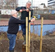 Der erste Apfelbaum wird gepflanzt 2018