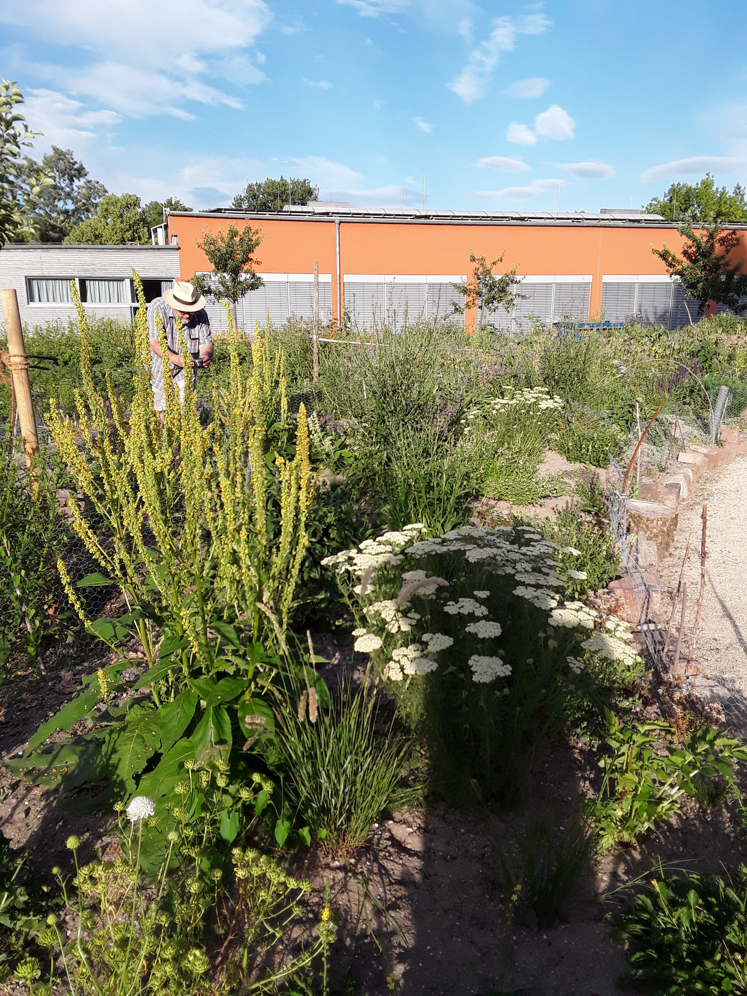 Hummelgarten auf dem Judomaxx-Gelände