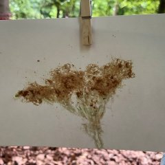 Tage der Artenvielfalt im Wald 2026