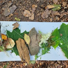 Tage der Artenvielfalt im Wald 2026