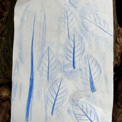 Tage der Artenvielfalt im Wald 2026
