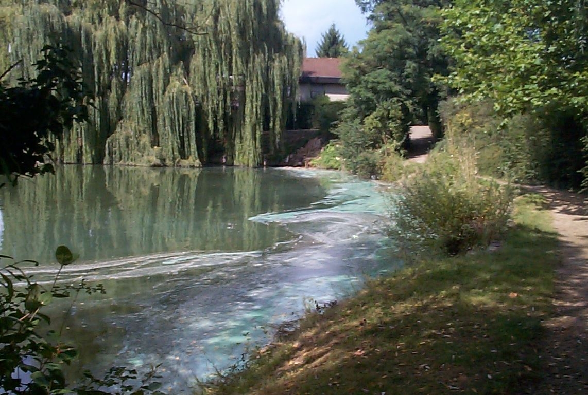 Blaualgenblüte am Russenweiher