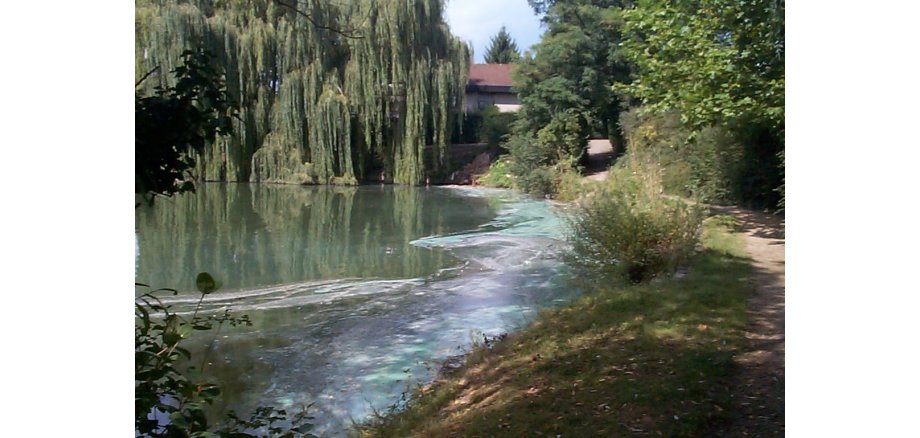 Blaualgen im Russenweiher Blaualgenblüte am Russenweiher